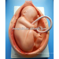 Modèles de développement ISO embryonnaire, utérus au neuvième mois de gestation, Modèles anatomiques
